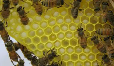 how long does it take for bees to make honey