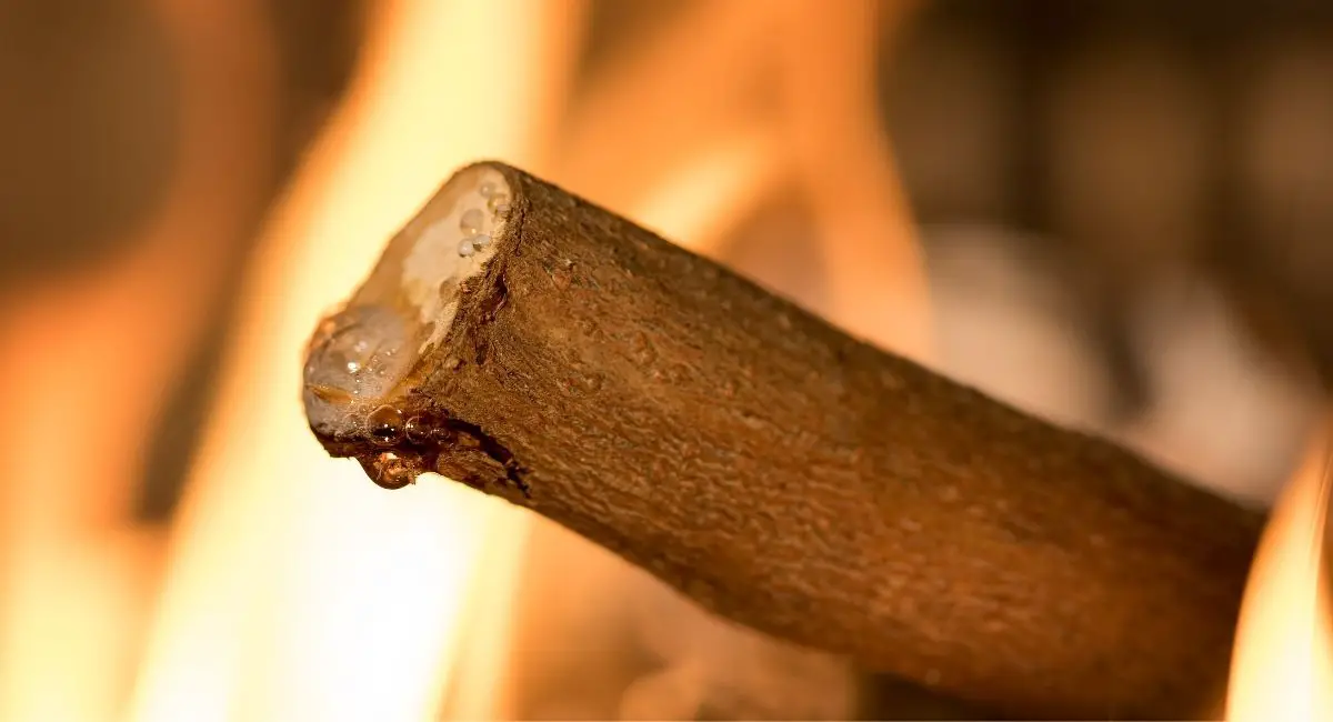 how to burn wet wood
